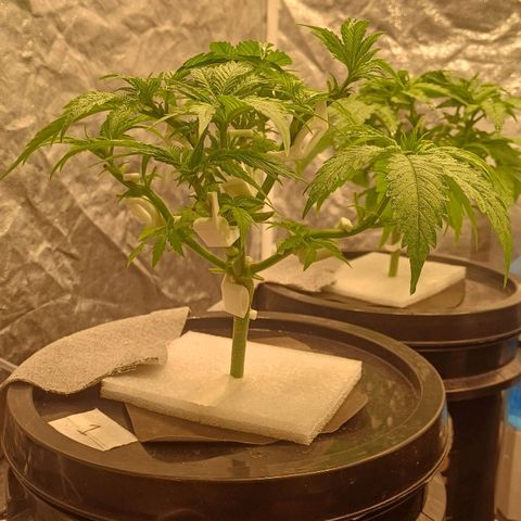 Jack Lemonade #1 growlog timeline photo