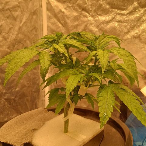 Jack Lemonade #4 growlog timeline photo