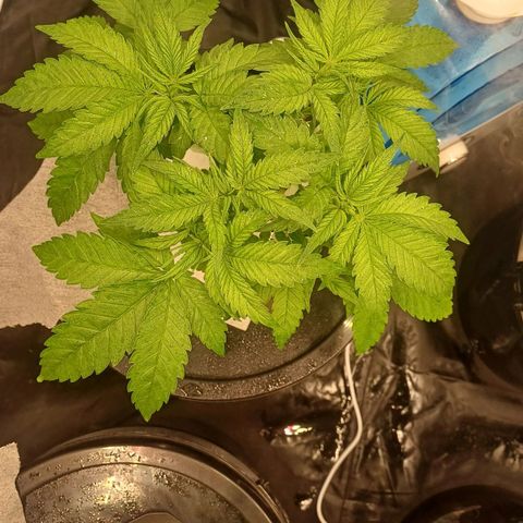 Jack Lemonade #4 growlog timeline photo