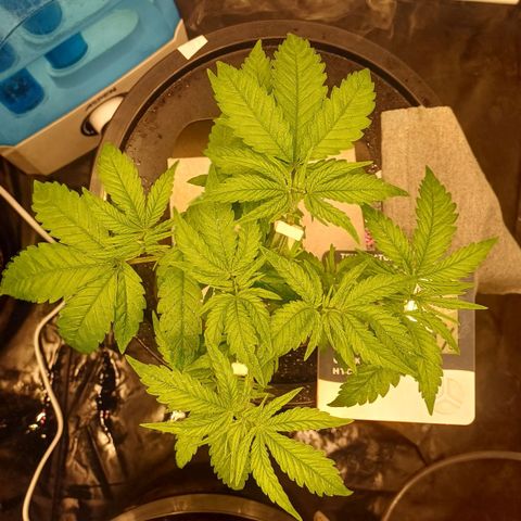 Jack Lemonade #3 growlog timeline photo