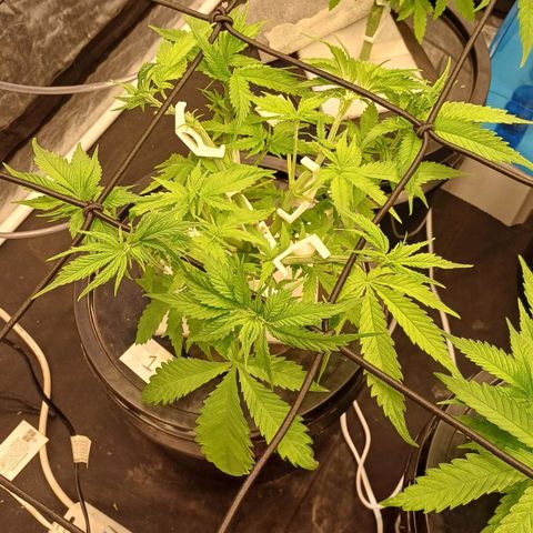 Jack Lemonade #1 growlog timeline photo