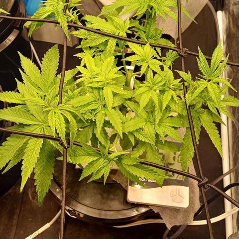 Jack Lemonade #2 growlog timeline photo