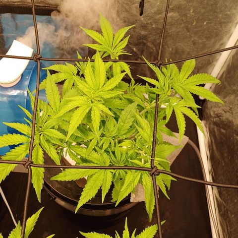 Jack Lemonade #3 growlog timeline photo