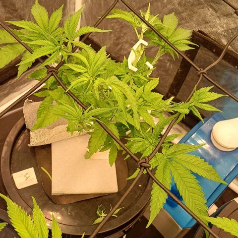 Jack Lemonade #4 growlog timeline photo