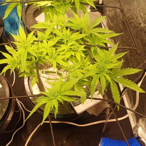 Jack Lemonade #2 growlog timeline photo