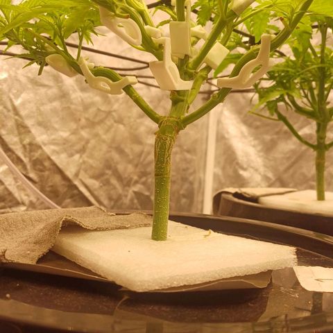Jack Lemonade #1 growlog timeline photo