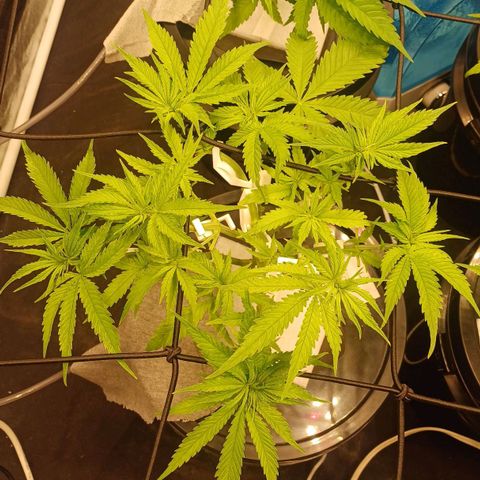Jack Lemonade #1 growlog timeline photo