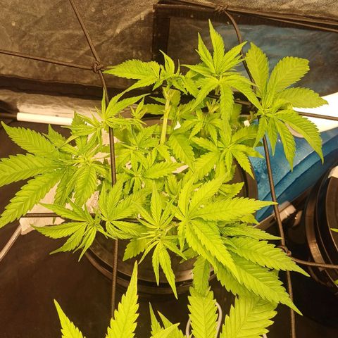 Jack Lemonade #4 growlog timeline photo