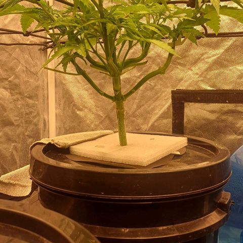 Jack Lemonade #4 growlog timeline photo