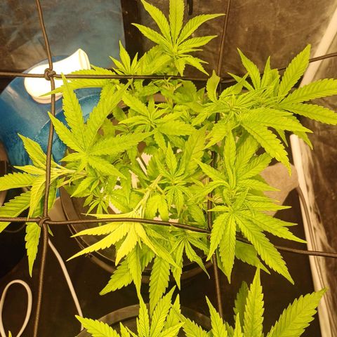 Jack Lemonade #3 growlog timeline photo