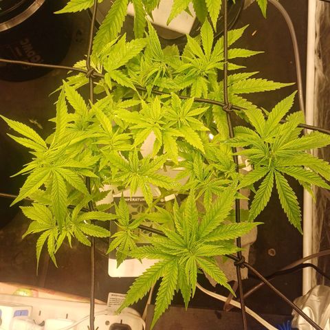 Jack Lemonade #2 growlog timeline photo
