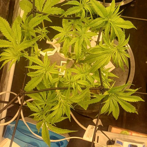 Jack Lemonade #1 growlog timeline photo