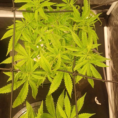 Jack Lemonade #3 growlog timeline photo