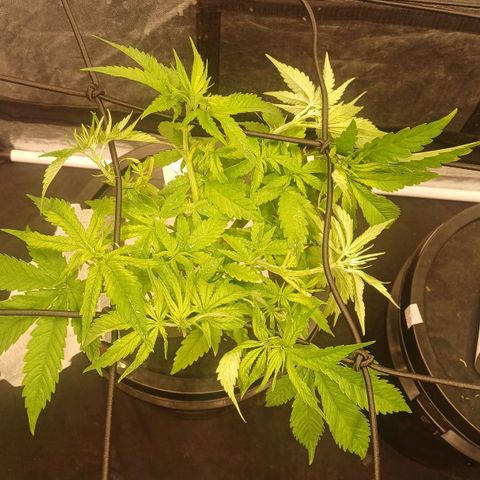 Jack Lemonade #4 growlog timeline photo