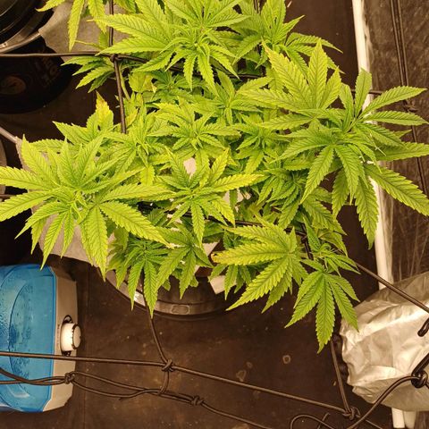 Jack Lemonade #2 growlog timeline photo