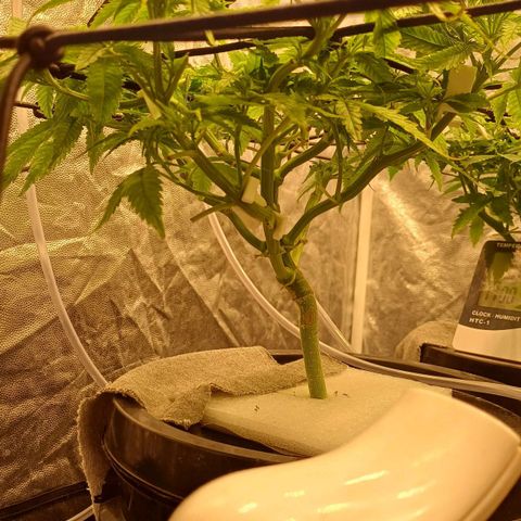 Jack Lemonade #1 growlog timeline photo