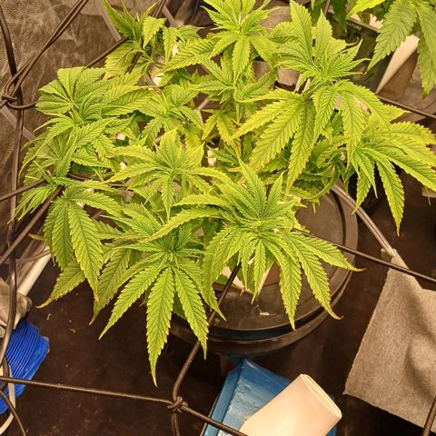 Jack Lemonade #1 growlog timeline photo