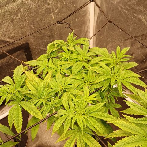 Jack Lemonade #3 growlog timeline photo