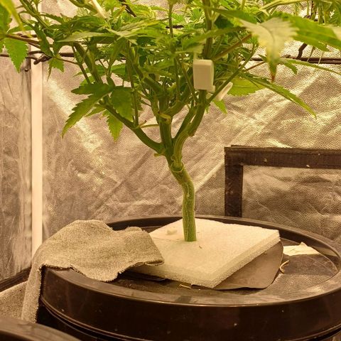 Jack Lemonade #4 growlog timeline photo