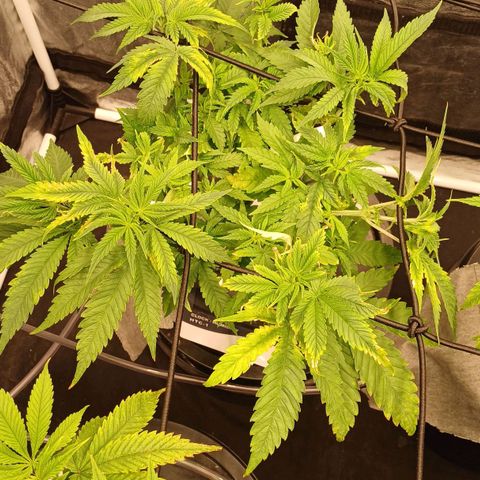 Jack Lemonade #4 growlog timeline photo