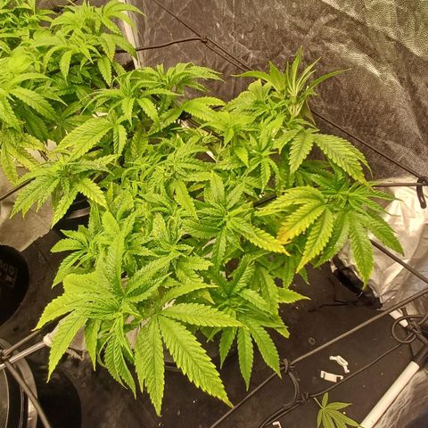 Jack Lemonade #2 growlog timeline photo