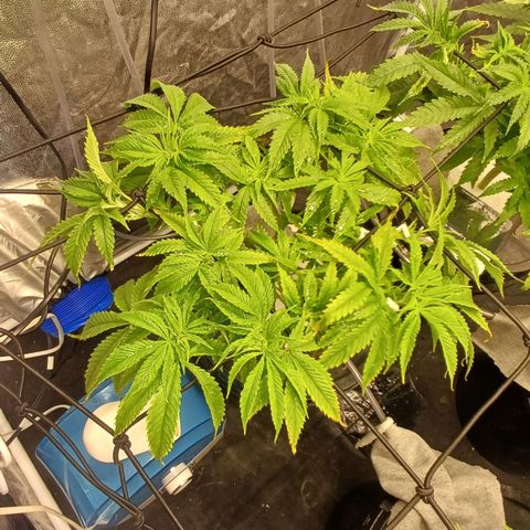 Jack Lemonade #1 growlog timeline photo