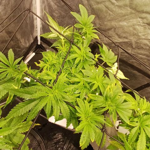 Jack Lemonade #4 growlog timeline photo