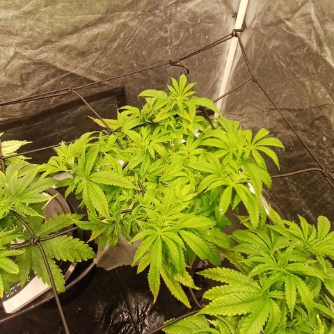 Jack Lemonade #3 growlog timeline photo