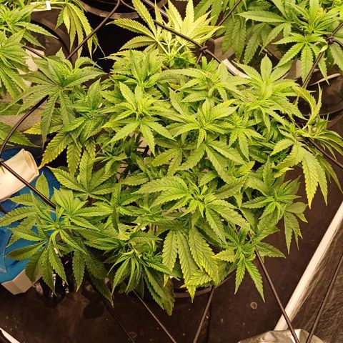 Jack Lemonade #2 growlog timeline photo