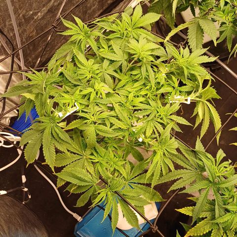 Jack Lemonade #1 growlog timeline photo