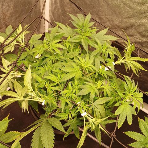 Jack Lemonade #4 growlog timeline photo