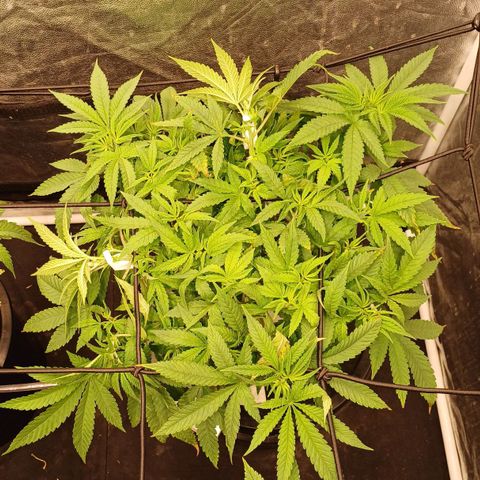 Jack Lemonade #3 growlog timeline photo
