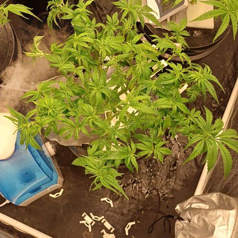 Jack Lemonade #2 growlog timeline photo