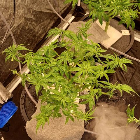 Jack Lemonade #1 growlog timeline photo