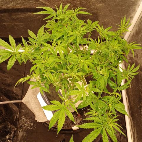 Jack Lemonade #3 growlog timeline photo