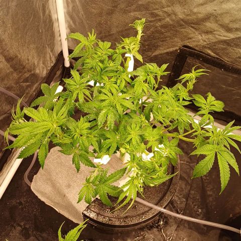 Jack Lemonade #4 growlog timeline photo