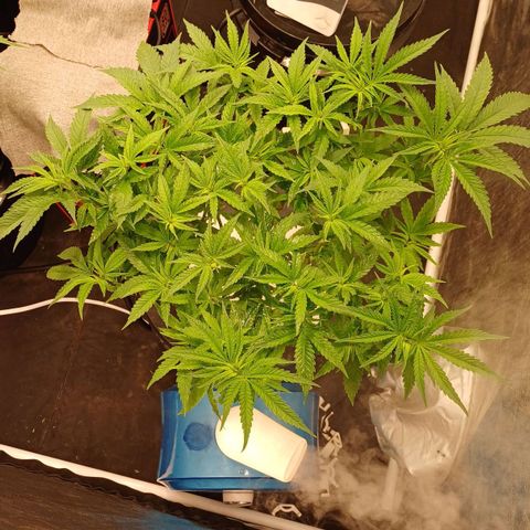 Jack Lemonade #2 growlog photo: DIA 1 FLORACIÓN 