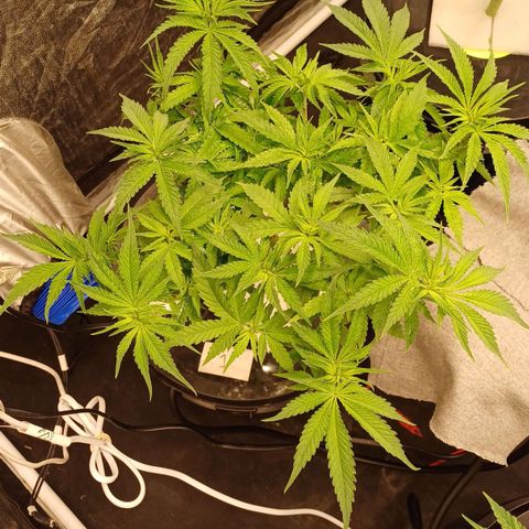 Jack Lemonade #1 growlog photo: DIA 1 FLORACIÓN