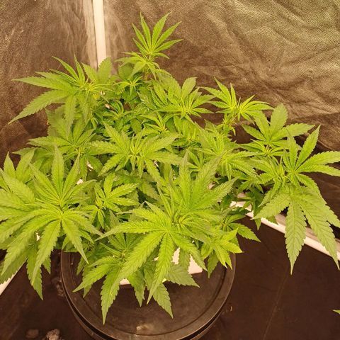 Jack Lemonade #4 growlog photo: DIA 1 FLORACIÓN