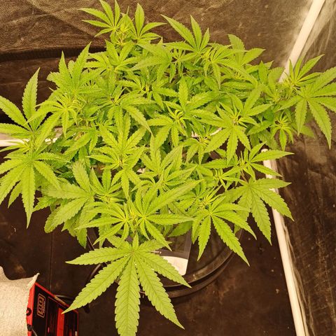 Jack Lemonade #3 growlog photo: DIA 1 FLORACIÓN