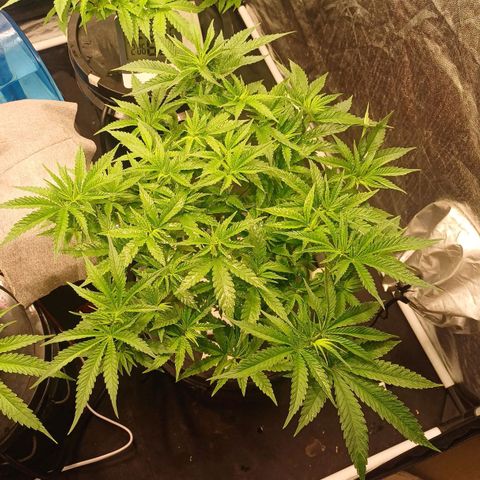 Jack Lemonade #2 growlog timeline photo