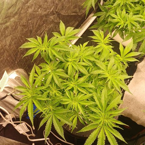 Jack Lemonade #1 growlog timeline photo