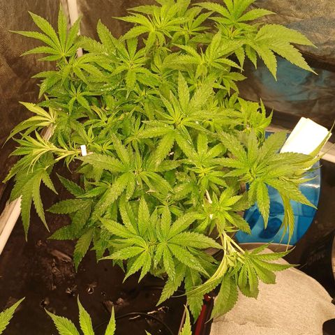 Jack Lemonade #4 growlog timeline photo