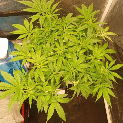 Jack Lemonade #3 growlog timeline photo