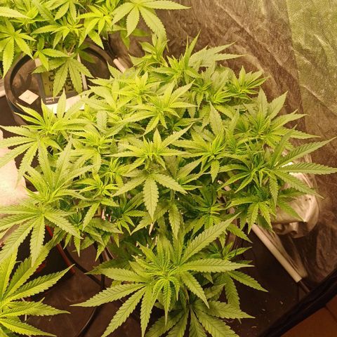 Jack Lemonade #2 growlog timeline photo