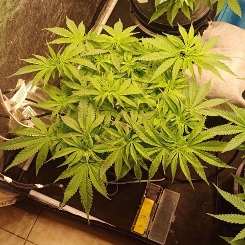 Jack Lemonade #1 growlog timeline photo