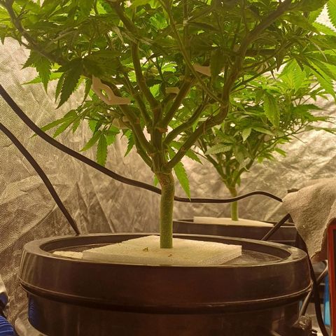 Jack Lemonade #1 growlog timeline photo
