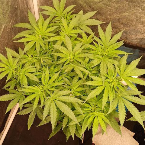 Jack Lemonade #4 growlog timeline photo