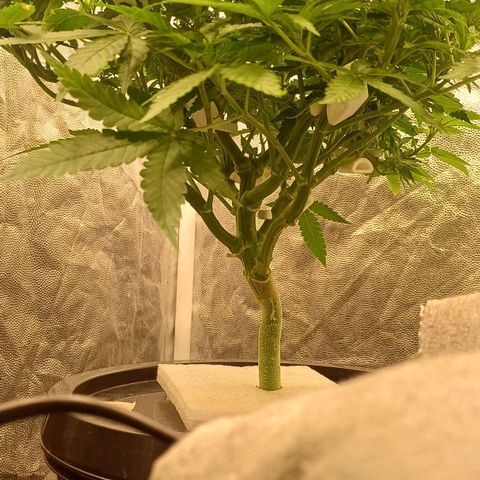 Jack Lemonade #4 growlog timeline photo