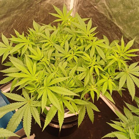 Jack Lemonade #3 growlog timeline photo